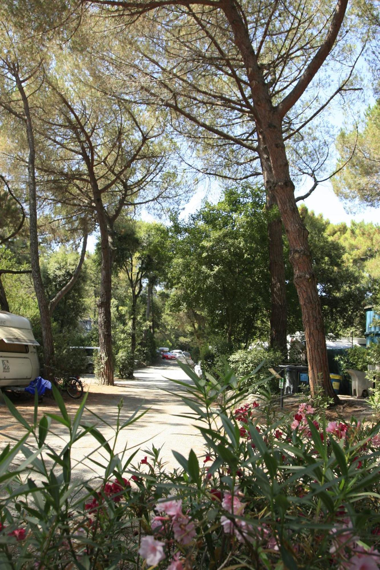 Camping Casa Di Caccia Marina Di Bibbona Esterno foto