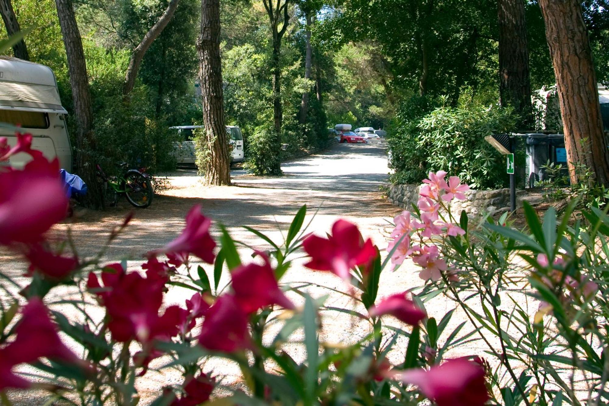 Camping Casa Di Caccia Marina Di Bibbona Esterno foto